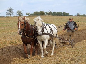 farmer-plowing